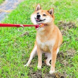 Shibe